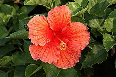 《艾尔登法环》自带暂停功能 不用Mod也能暂停了